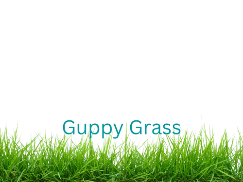Guppy Grass
