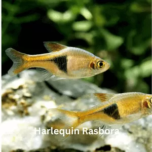 Harlequin Rasbora