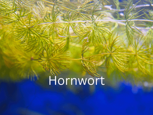 Hornwort