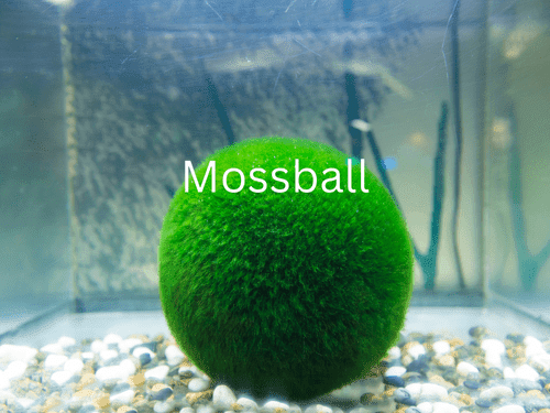 Mossball