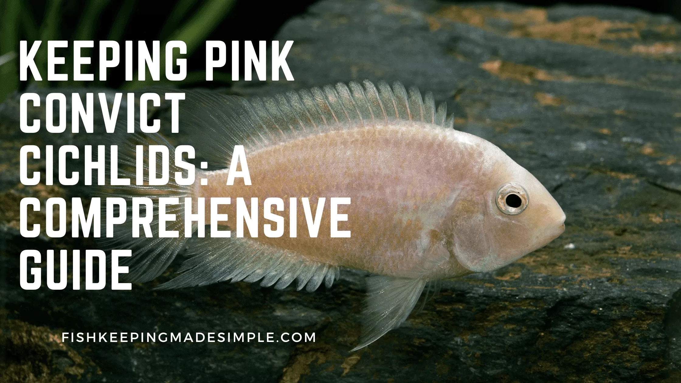 Pink Convict Cichlid
