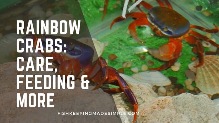 Rainbow Crabs