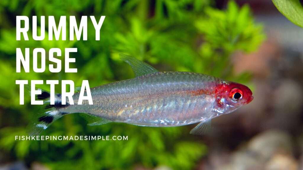 Rummy Nose Tetra Fish: A Comprehensive Guide to its Care, Breeding and ...