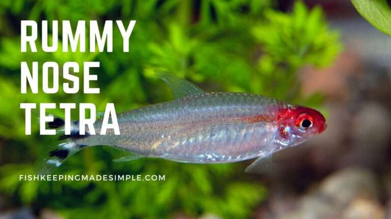 Rummy Nose Tetra