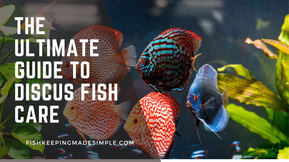 The Ultimate Guide To Discus Fish Care - Fishkeepingmadesimple.com