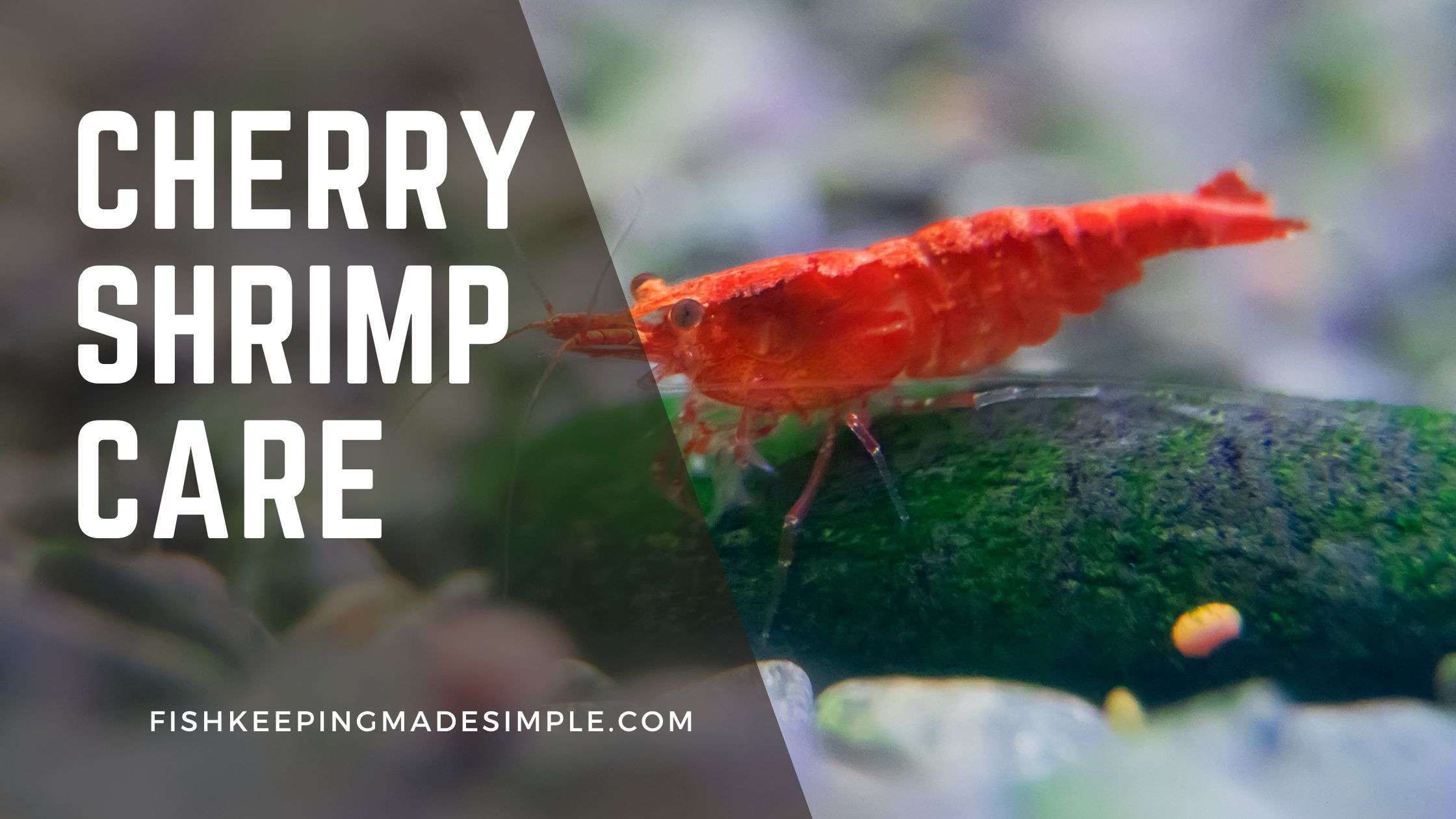 cherry shrimp care