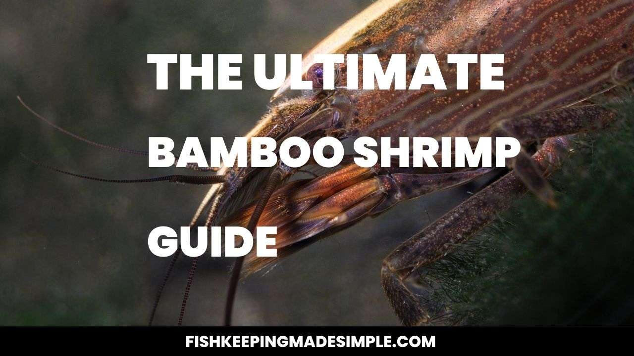 Bamboo Shrimp