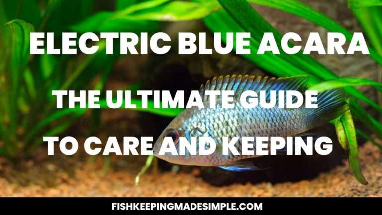 Electric Blue Acara Care