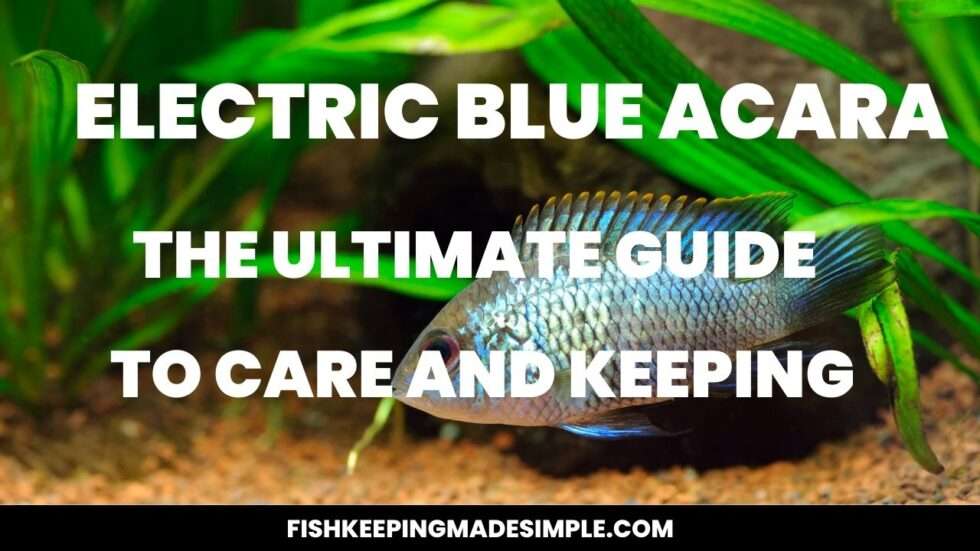 Electric Blue Acara The Ultimate Guide To Care And Keeping 2278