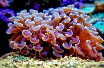 Hammer corals