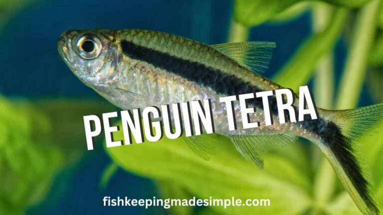 Penguin Tetra