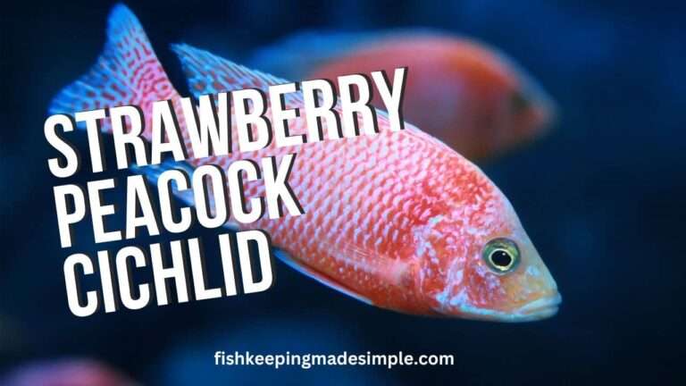 Strawberry Peacock Cichlid