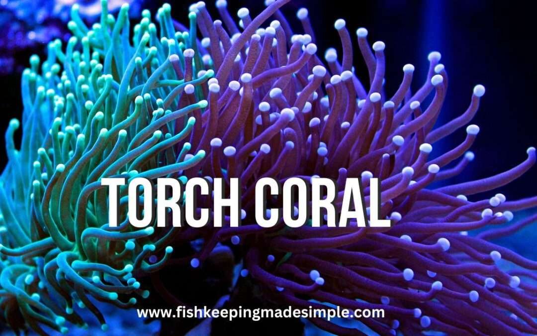Everything You Need to Know About Torch Coral A Stunning Addition to