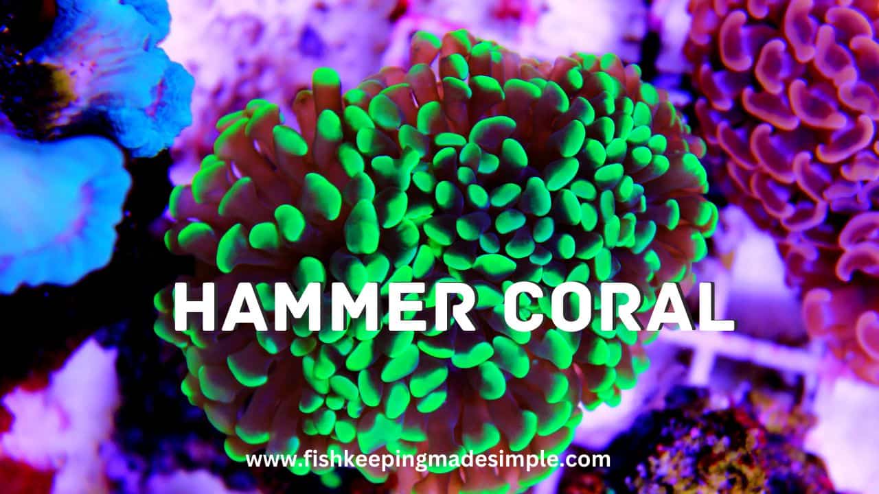 Hammer Coral