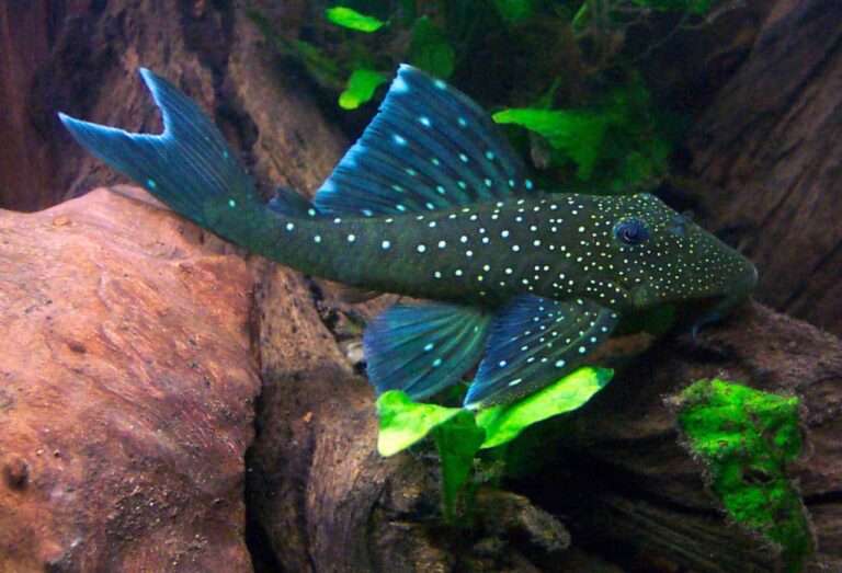 Blue Phantom Pleco