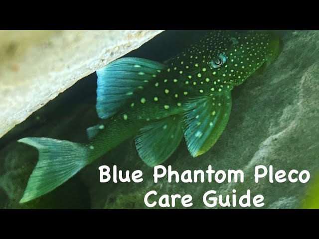128 Blue Phantom Pleco