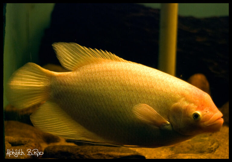 Golden Gourami