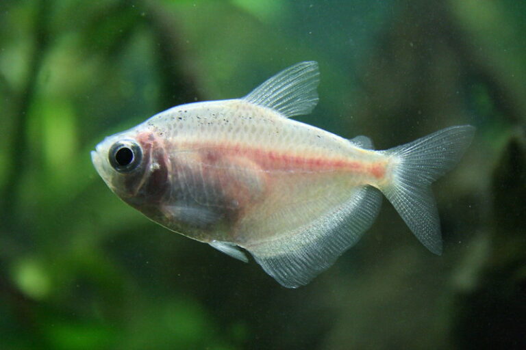 white skirt tetra lifespan