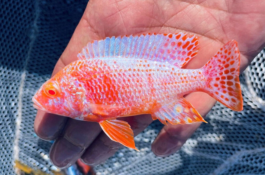 Albino Strawberry Peacock Cichlid: The Captivating Beauty ...