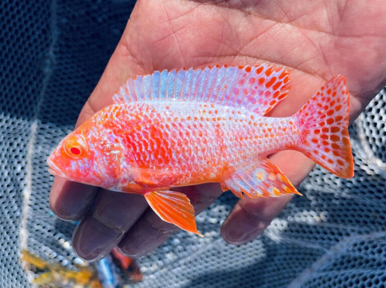 Albino Strawberry Peacock Cichlid