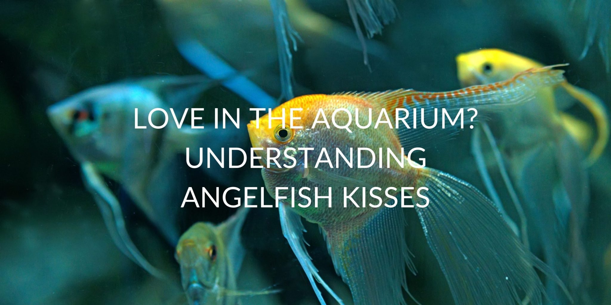 Angelfish Kissing