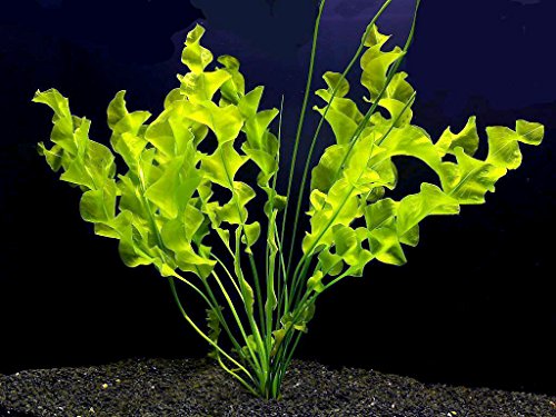 Aquarium Plant Aponogeton