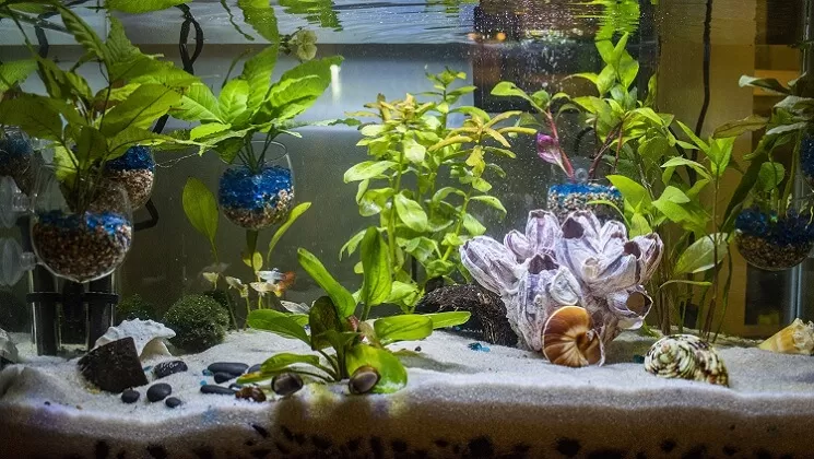 Best Fish for a 40 Gallon Tank