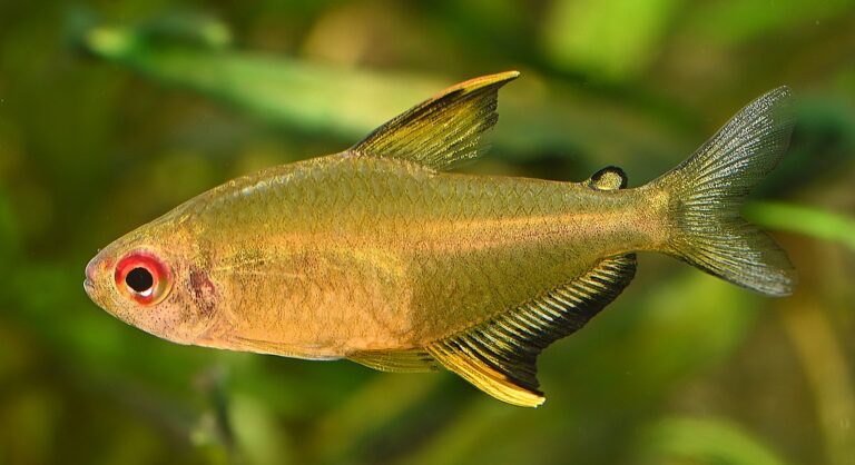 brass tetra