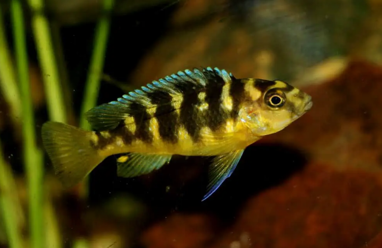 Bumble Bee Cichlid: The Ultimate Care Guide - fishkeepingmadesimple.com