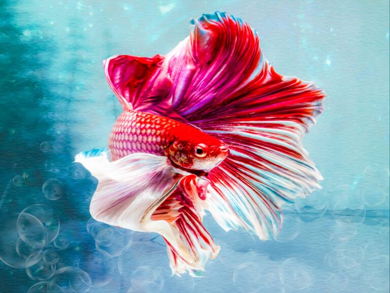 Butterfly Male Betta