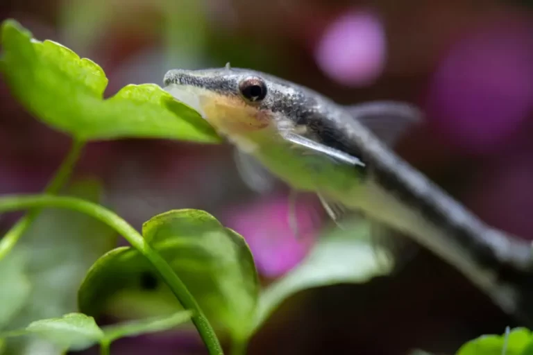 Can Otocinclus Live Alone