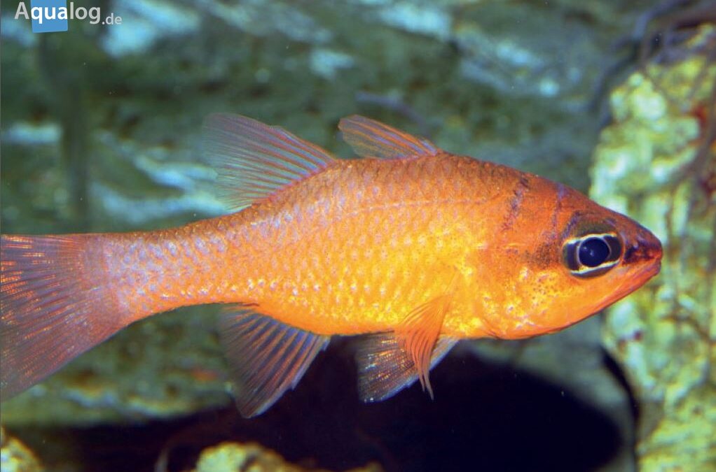 Cardinal Pajama Fish: Unleash the Power of Colorful Aquatic Beauty ...