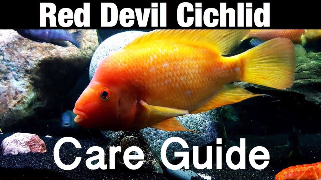 Cichlids Red Devil