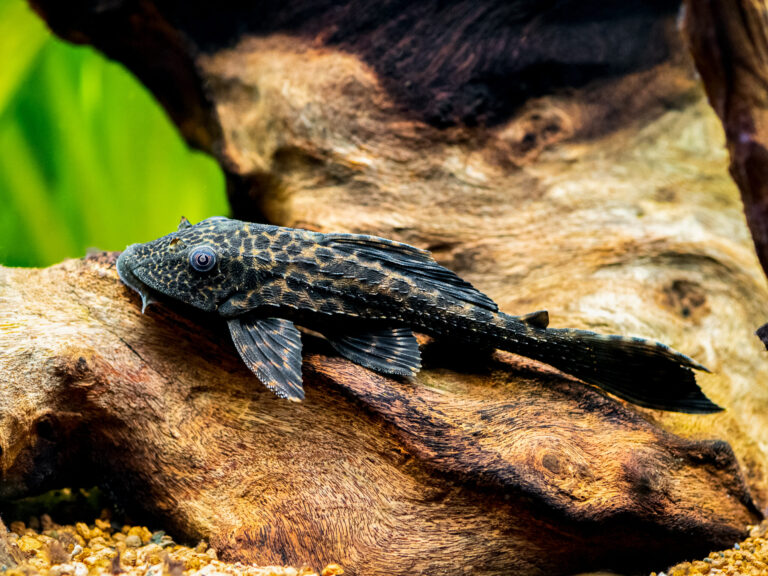 Do Plecos Eat Fish