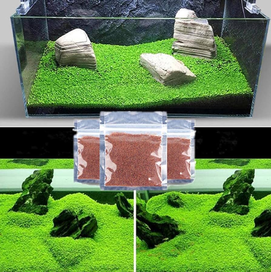 Dwarf Grass Aquarium
