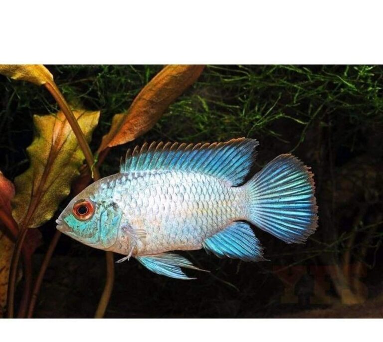 Female Electric Blue Acara