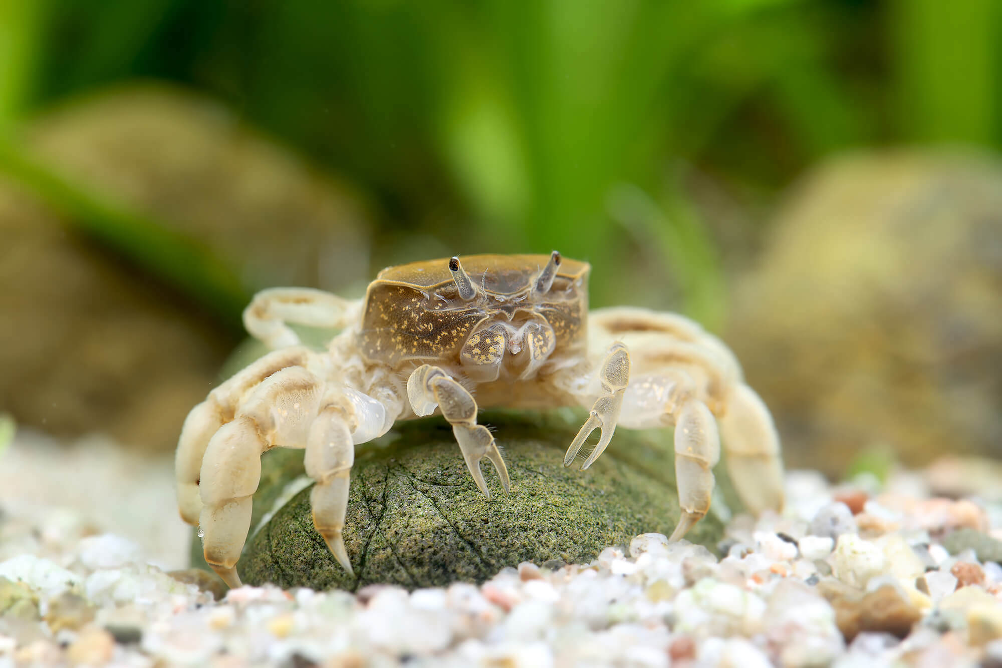 Freshwater Pom Pom Crab Care