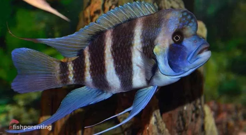 Frontosa Cichlids