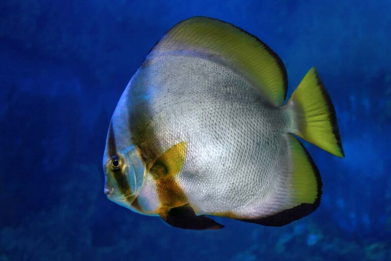 Full Grown Pinnatus Batfish