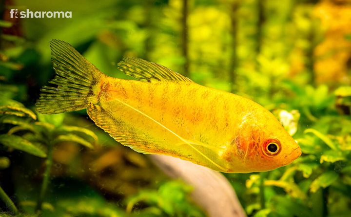 Gourami Golden: The Ultimate Guide to Care and Breeding ...