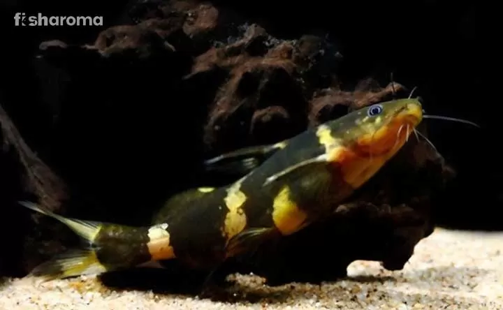 Gulper Catfish Tank Mates