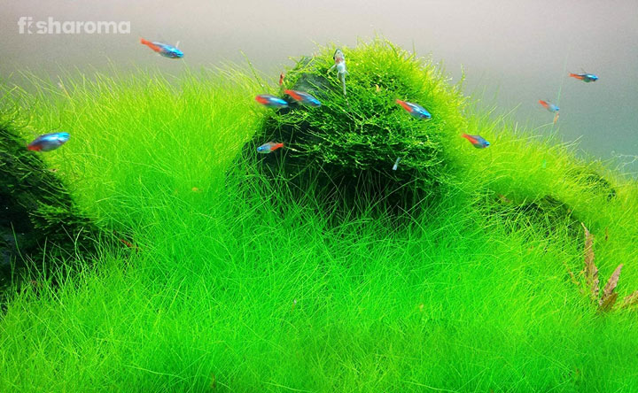 Hair Grass Aquarium