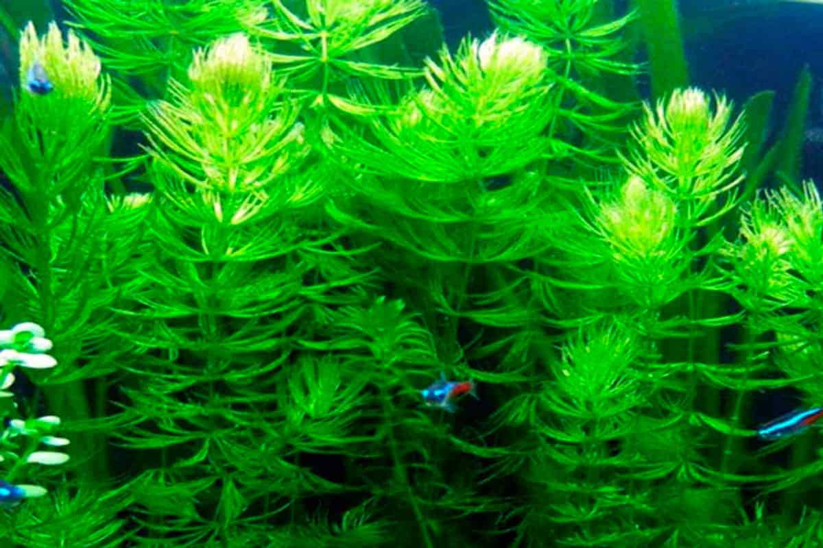 Hornwort Aquarium Plants