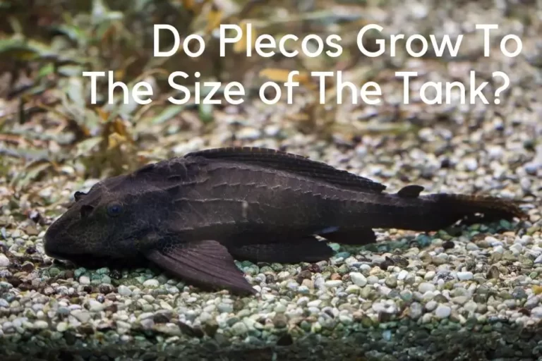 How Fast Do Plecos Grow