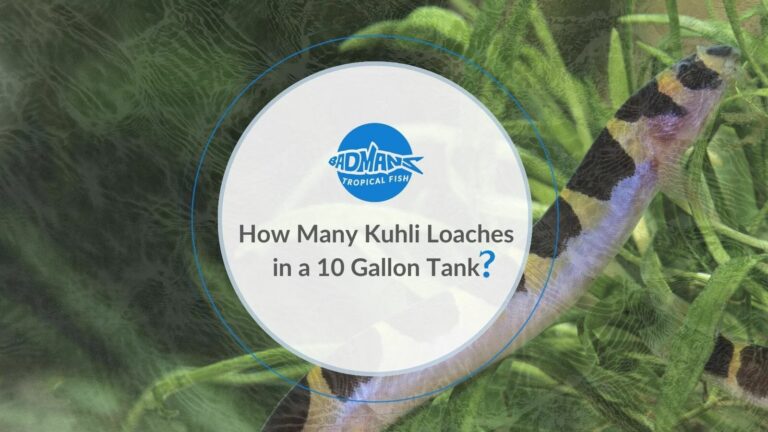 How Many Kuhli Loaches Should I Get