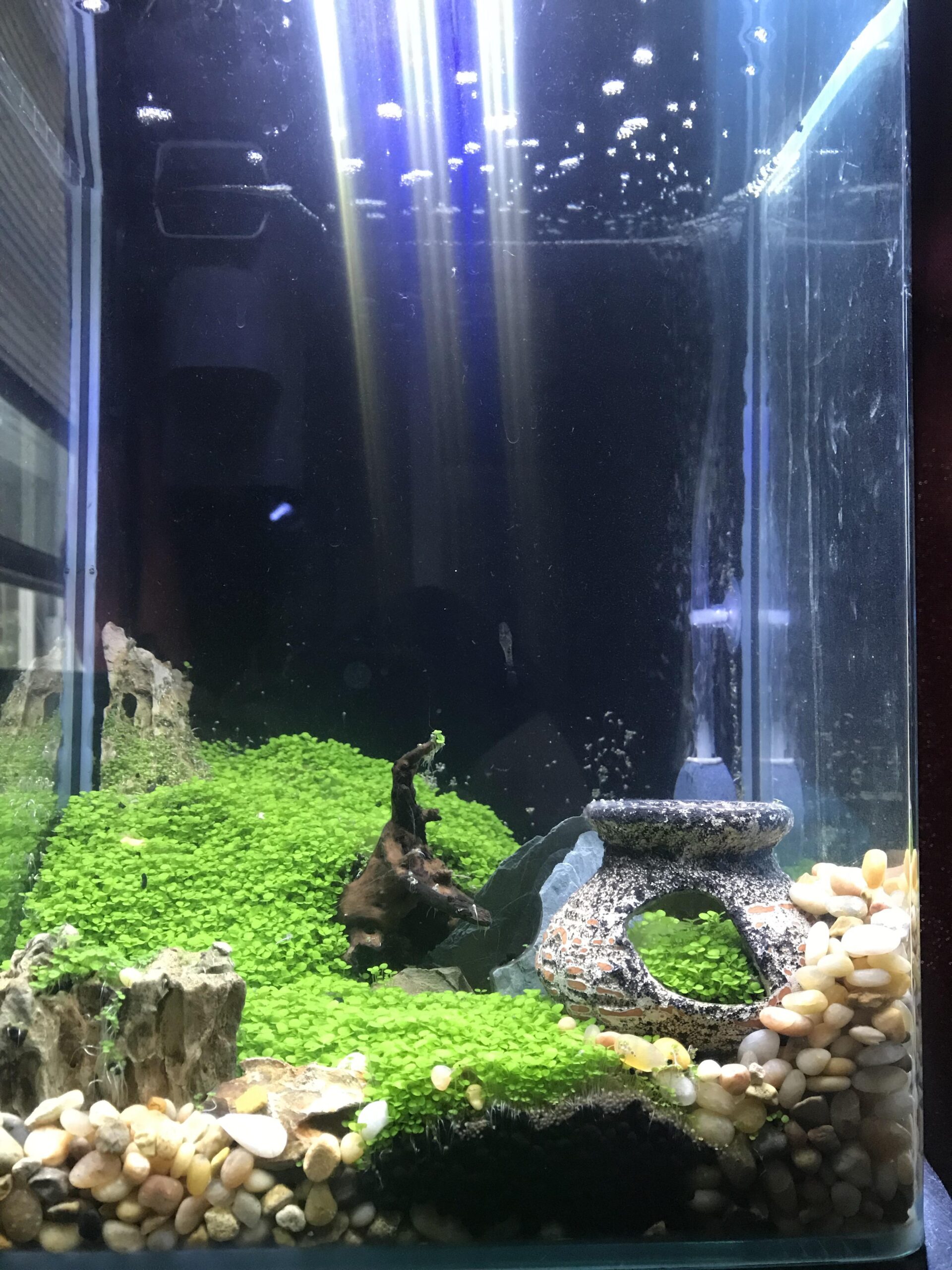How Many Pea Puffers in a 10 Gallon