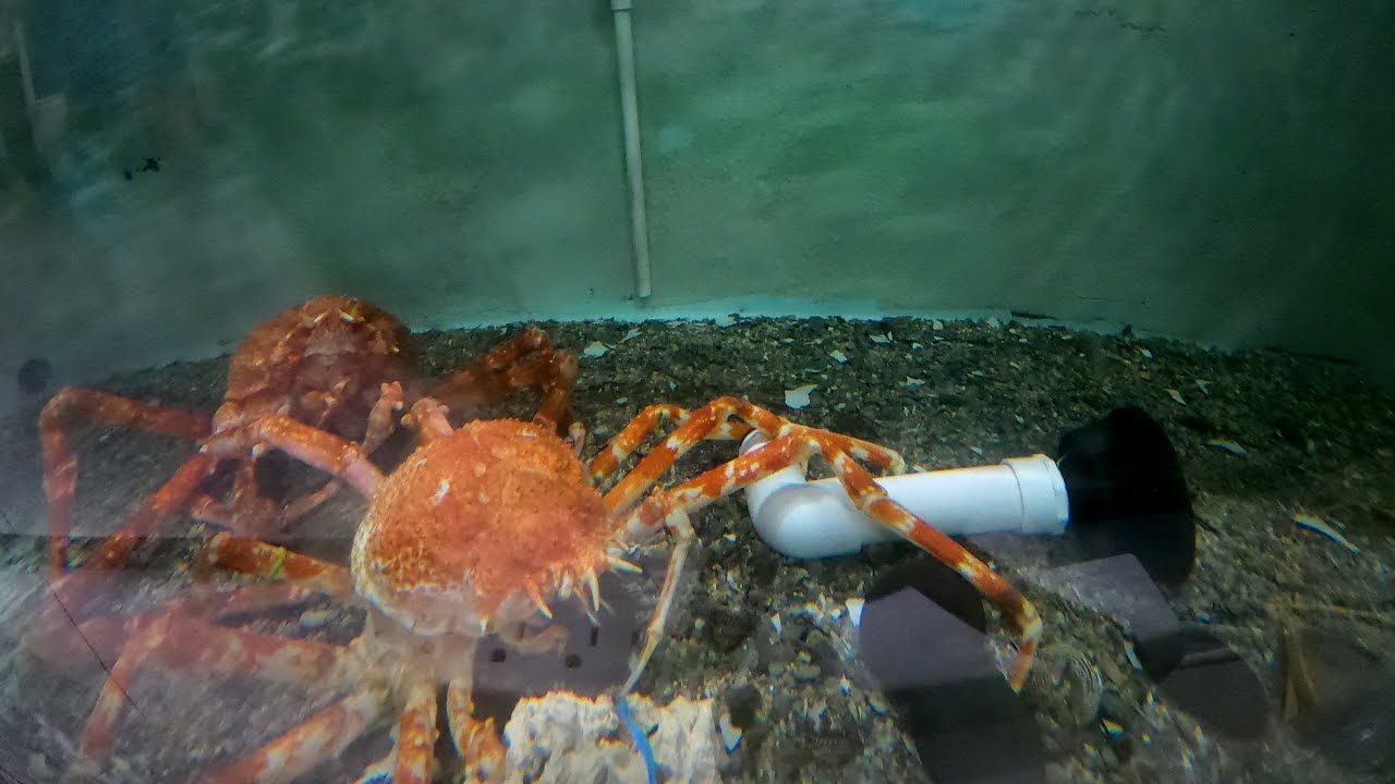How Often Do Rainbow Crabs Molt