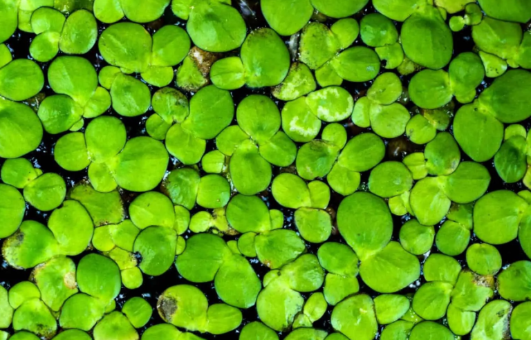 is duckweed good for bettas