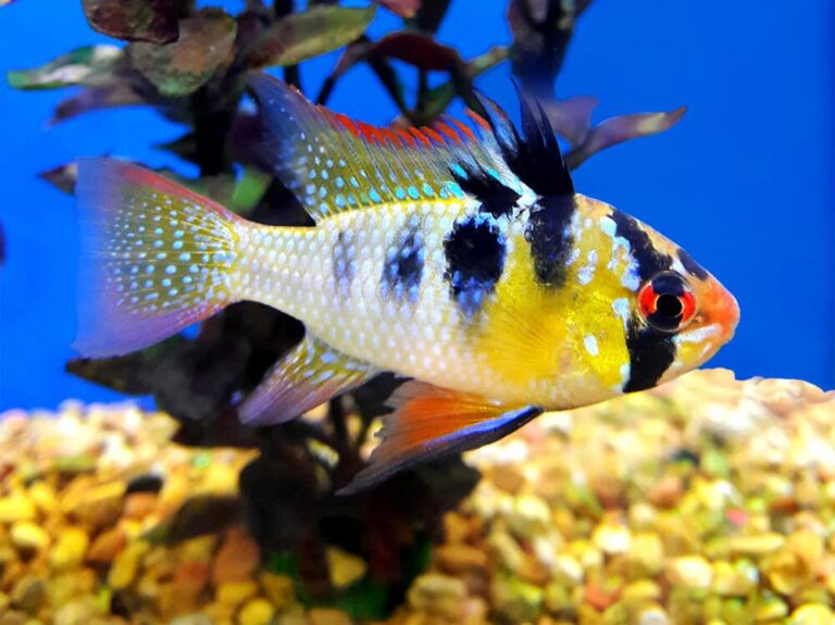 Keyhole Cichlid