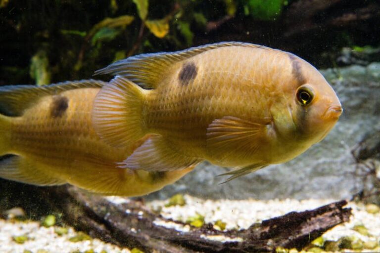 Keyhole Cichlids